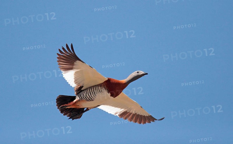 Ashy-headed Goose