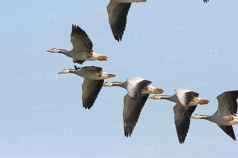 Bar-headed goose