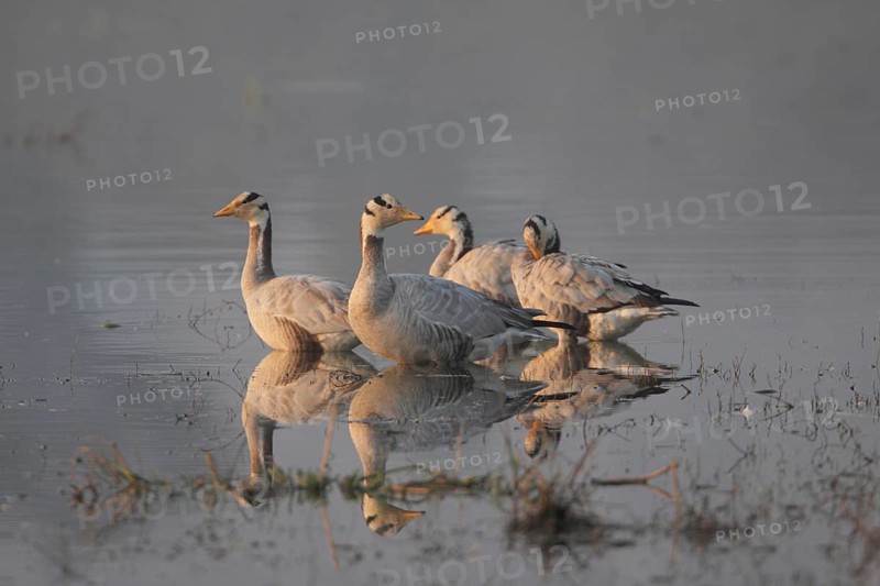 Bar-headed goose
