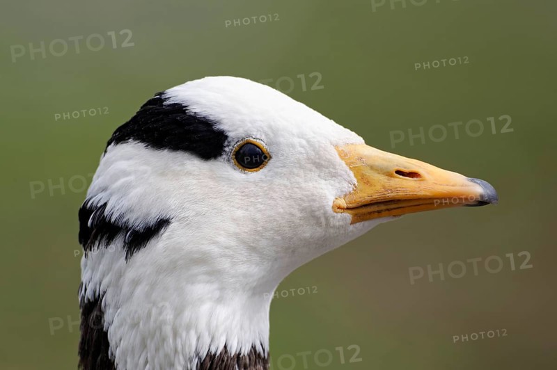 Bar-headed goose