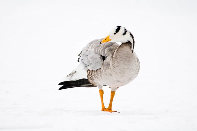 Bar-headed goose