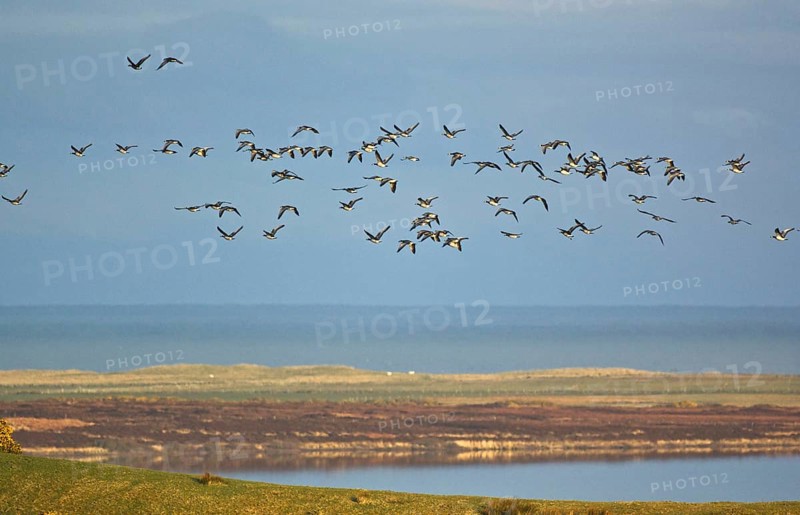 Barnacle Goose