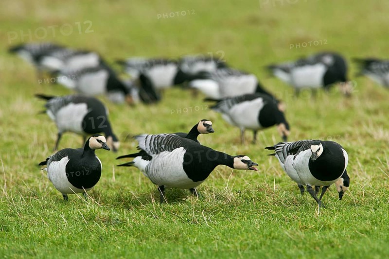 Barnacle goose