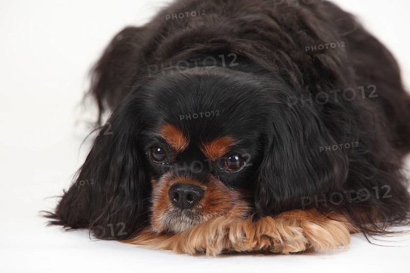 Cavalier King Charles Spaniel