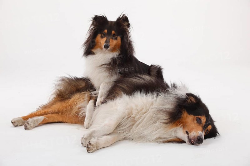 Rough Collies