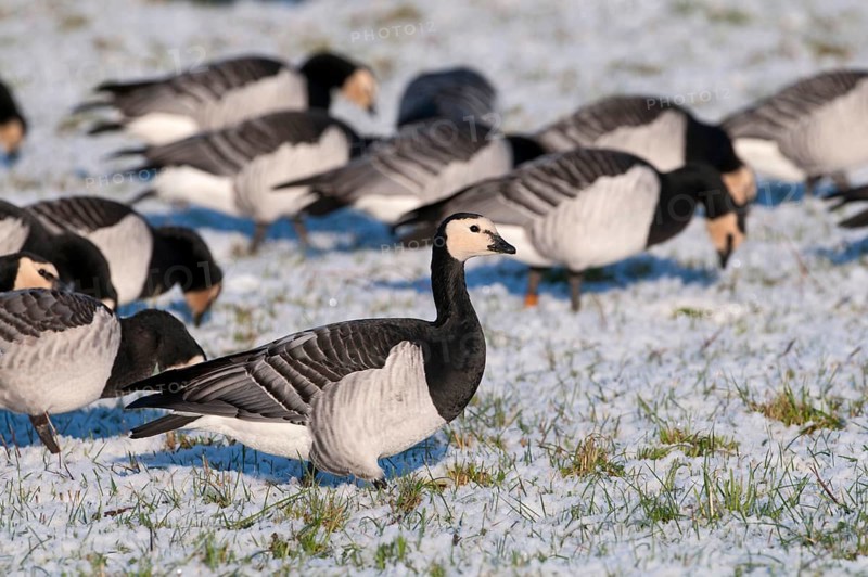 Barnacle Goose