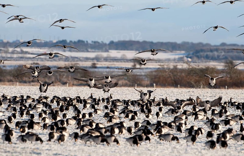 Barnacle Goose