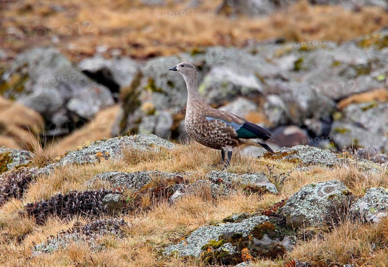 Blue-winged goose