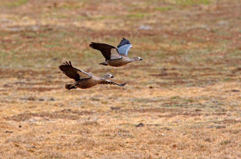 Blue-winged goose