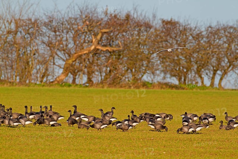 Brent Goose