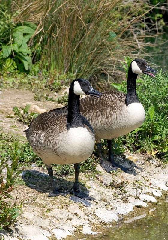 Canada Geese