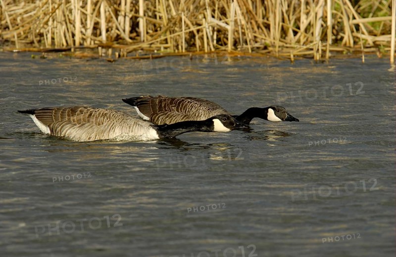 Canada geese
