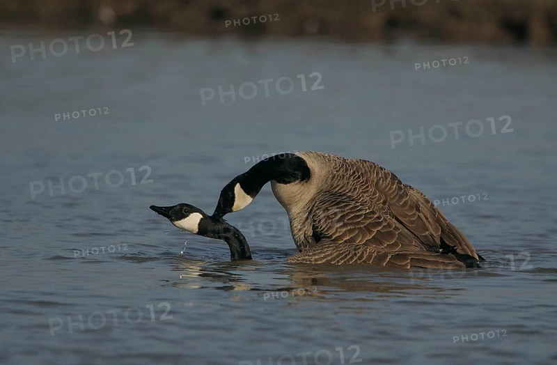 Canada Goose