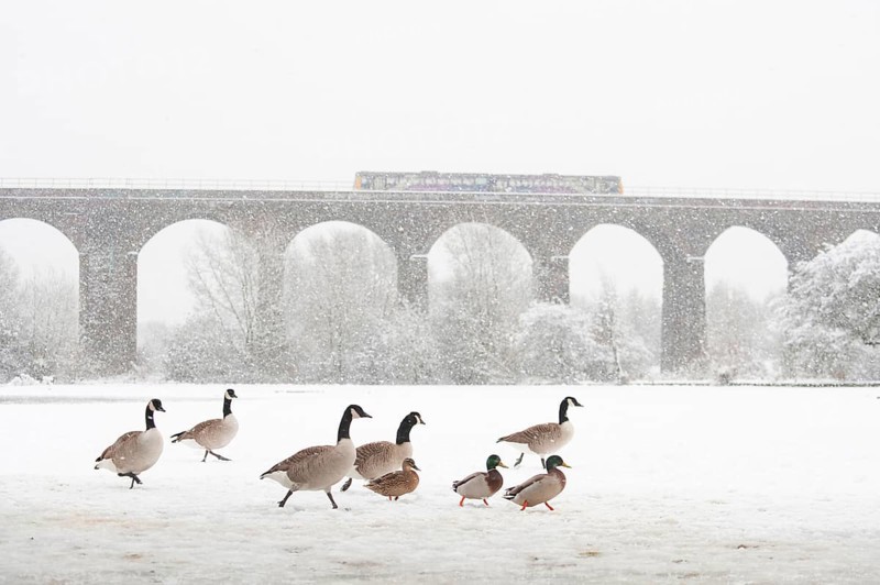 Flock of canada goose
