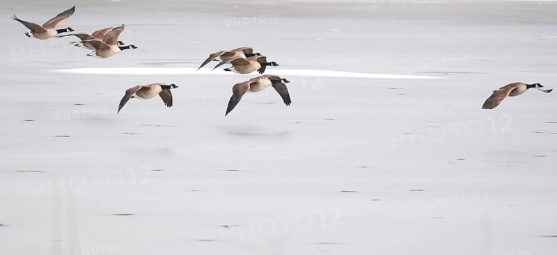 Canada goose