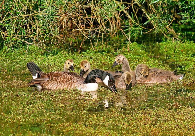 Canada Goose
