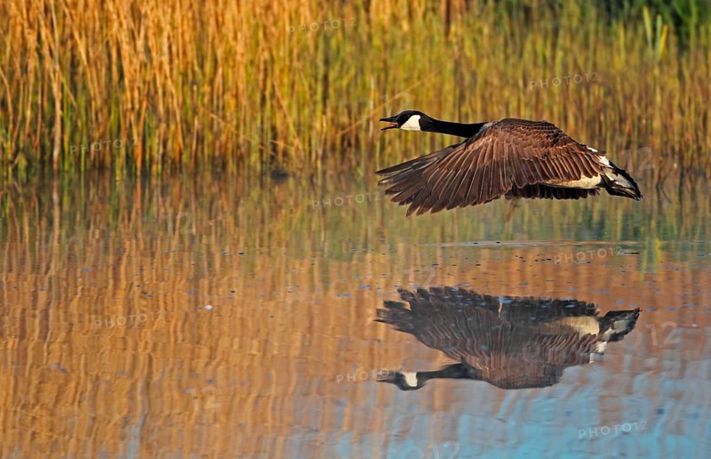 Canada goose