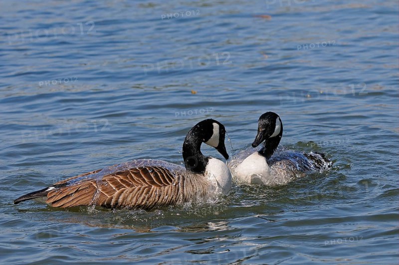 Canada goose