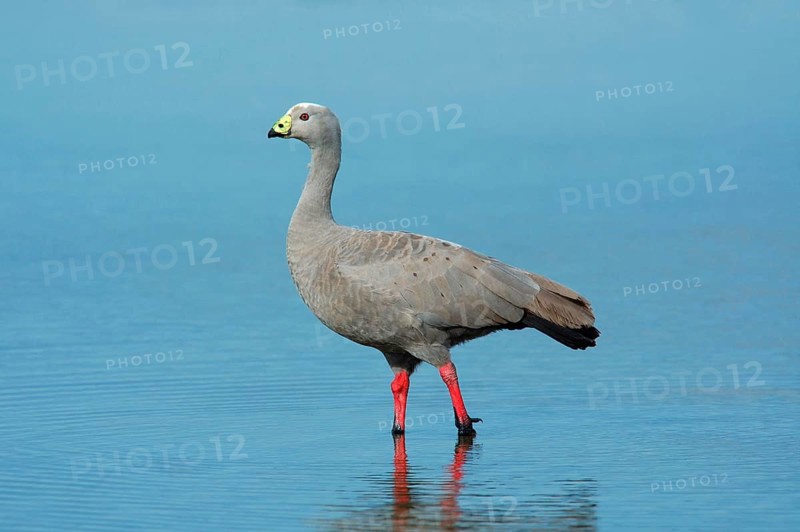 Cape barren goose