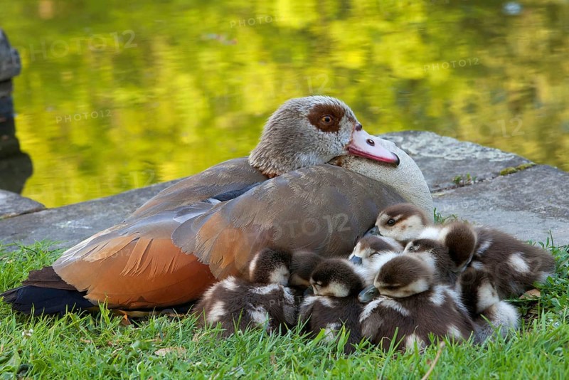 Egyptian egyptian goose