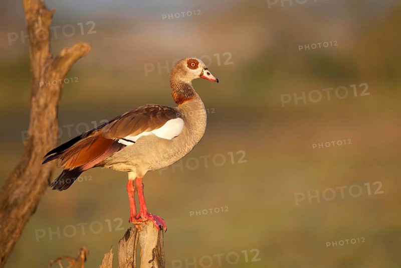 Egyptian egyptian goose