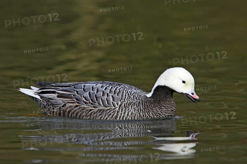 Emperor Goose