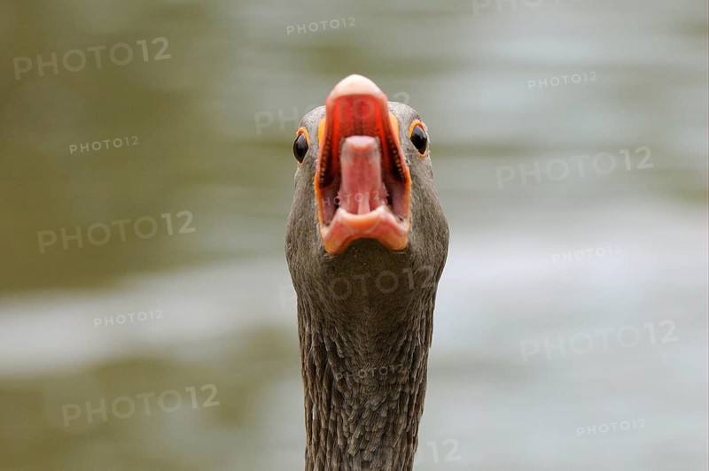 Greylag Goose