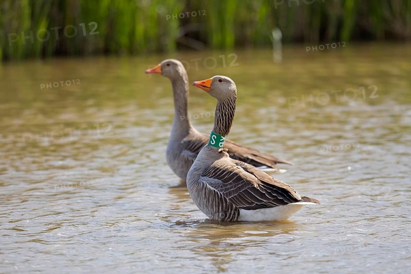 Greylag Goose