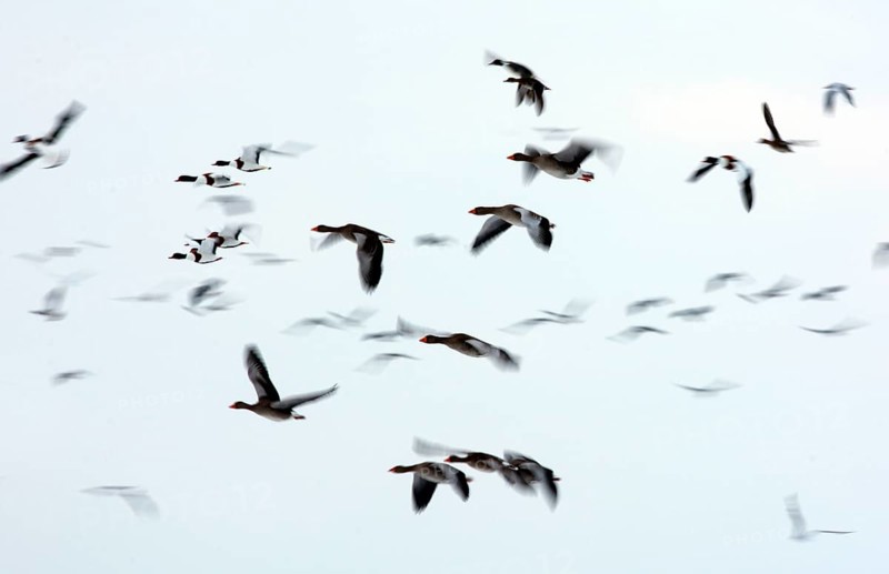 Greylag goose