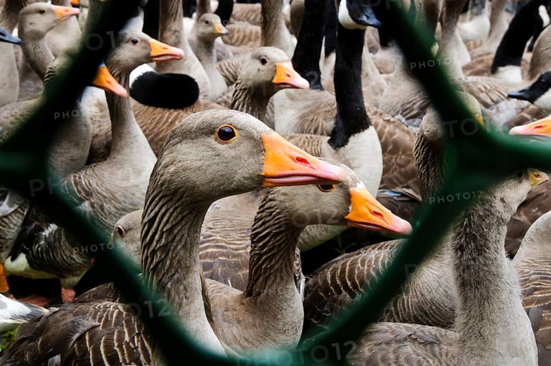 Greylag goose