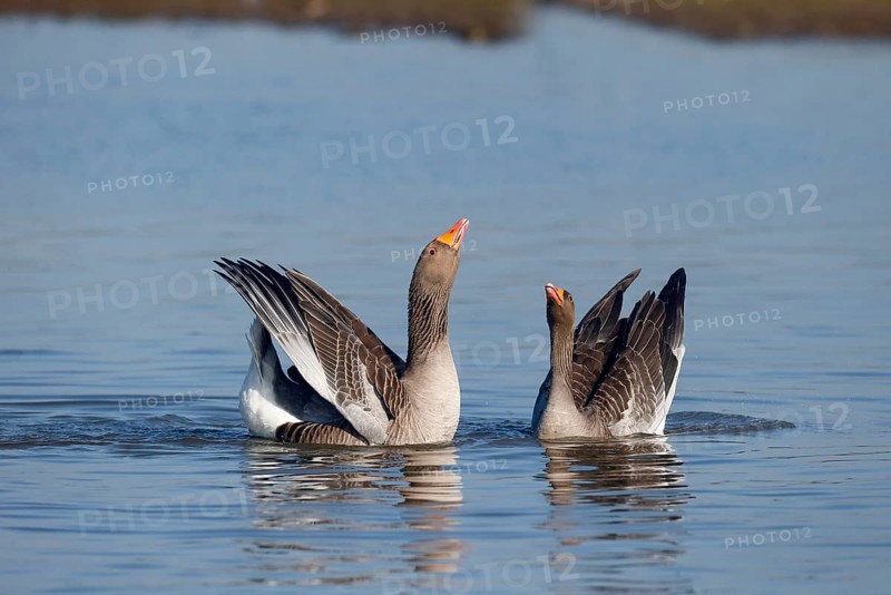 Greylag greylag goose