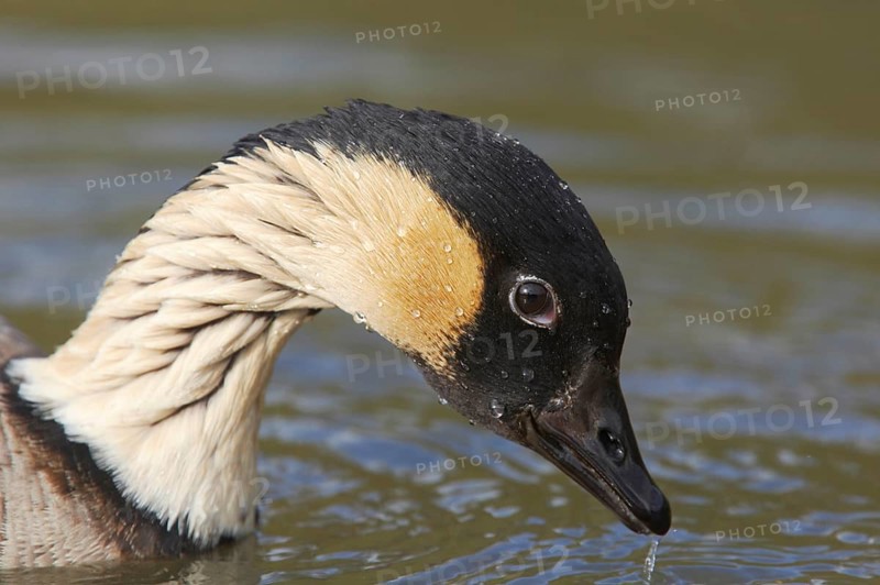 Hawaiian goose