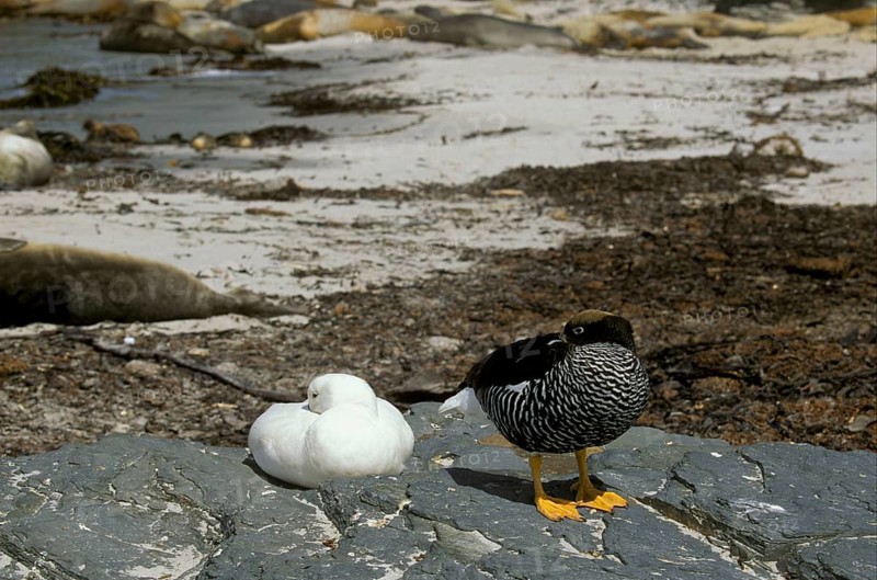 Kelp Geese