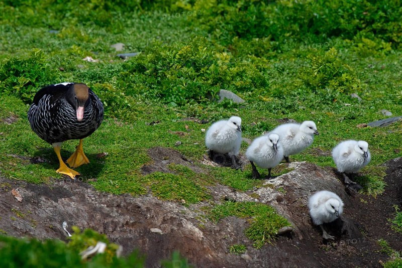 Kelp Goose