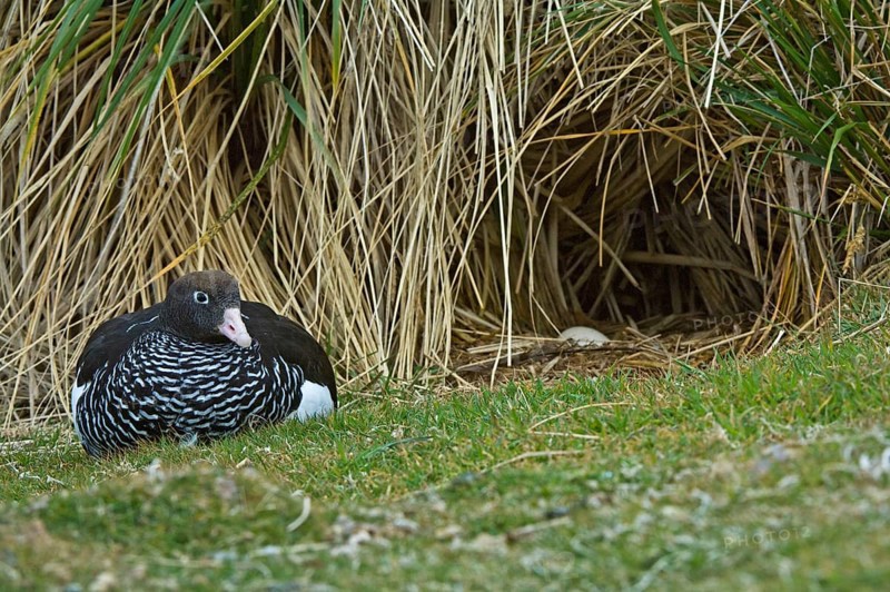Kelp goose