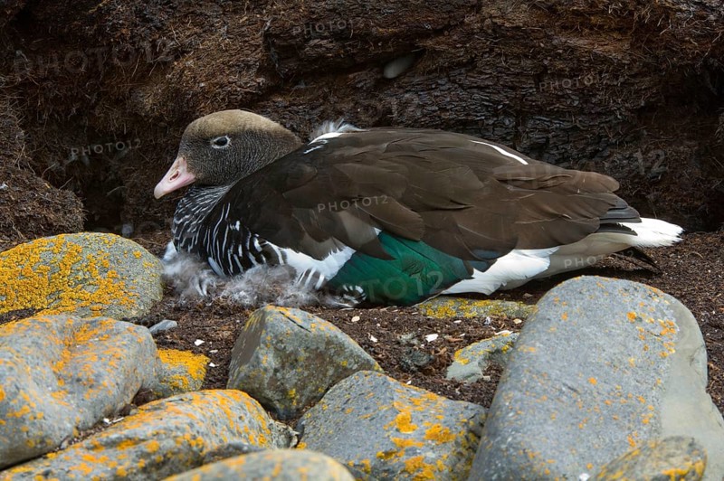 Kelp Goose