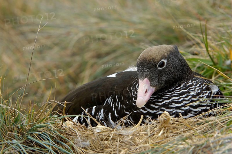 Kelp Goose