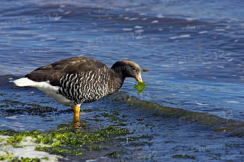 Kelp Goose