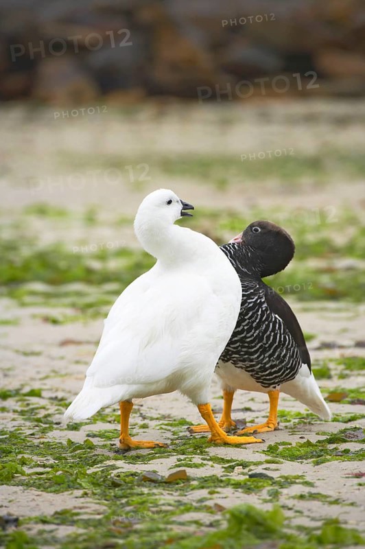 Kelp Goose