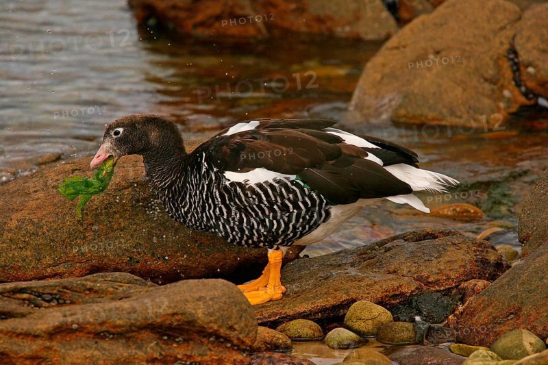 Kelp Goose