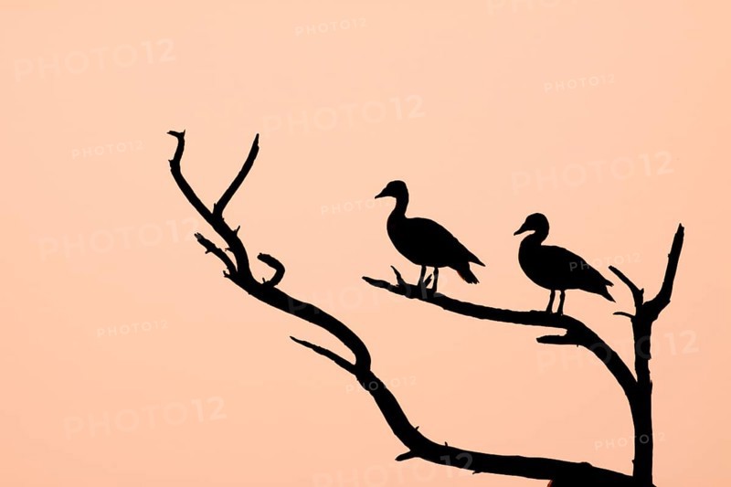 Knob-billed duck