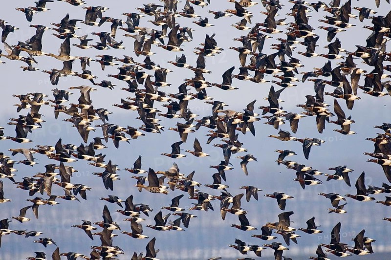 Red-breasted Goose