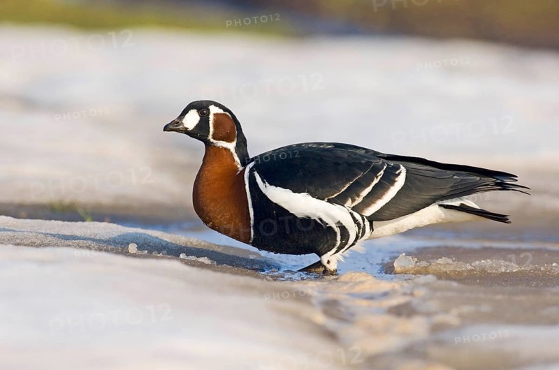 Red-breasted Goose