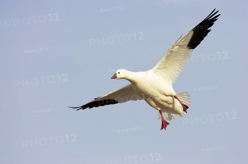 Ross's ross's goose