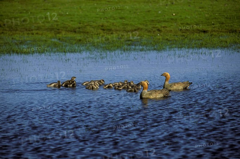 Ruddy-headed gooses
