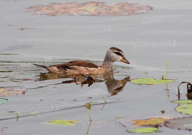 Cotton pygmy goose