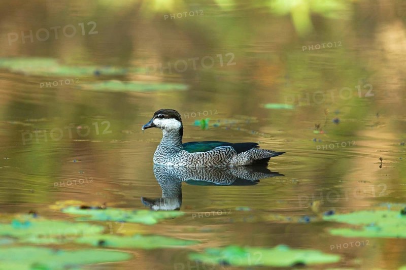 Green Pygmy-goose