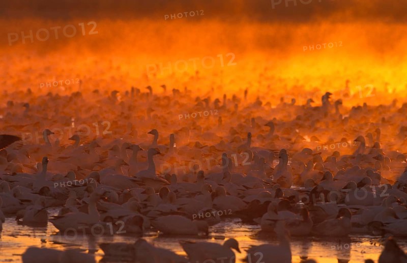 Snow geese