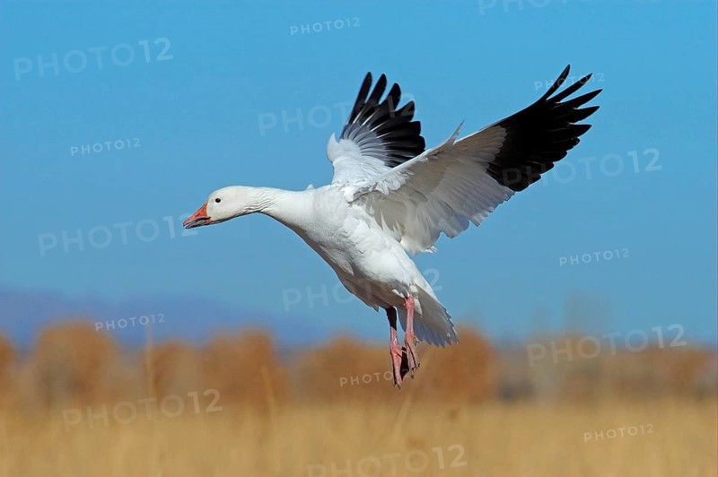 Snow goose