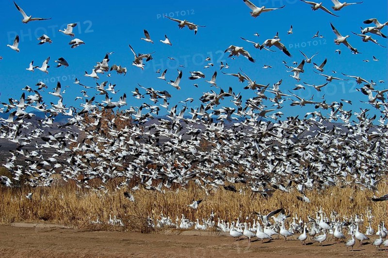 Snow goose